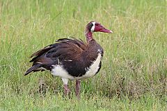 Spur-winged Goose